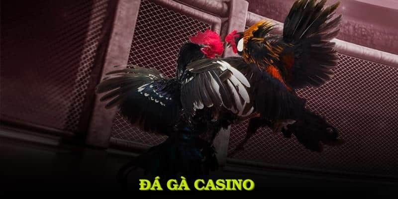 Đá Gà Casino J88 Và Những Nhà Cái Được Ưa Thích Năm 2025