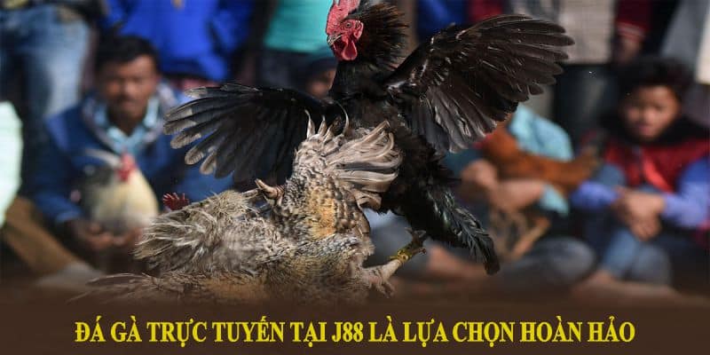 Đá gà trực tuyến tại J88 là lựa chọn hoàn hảo cho trải nghiệm giải trí đỉnh cao