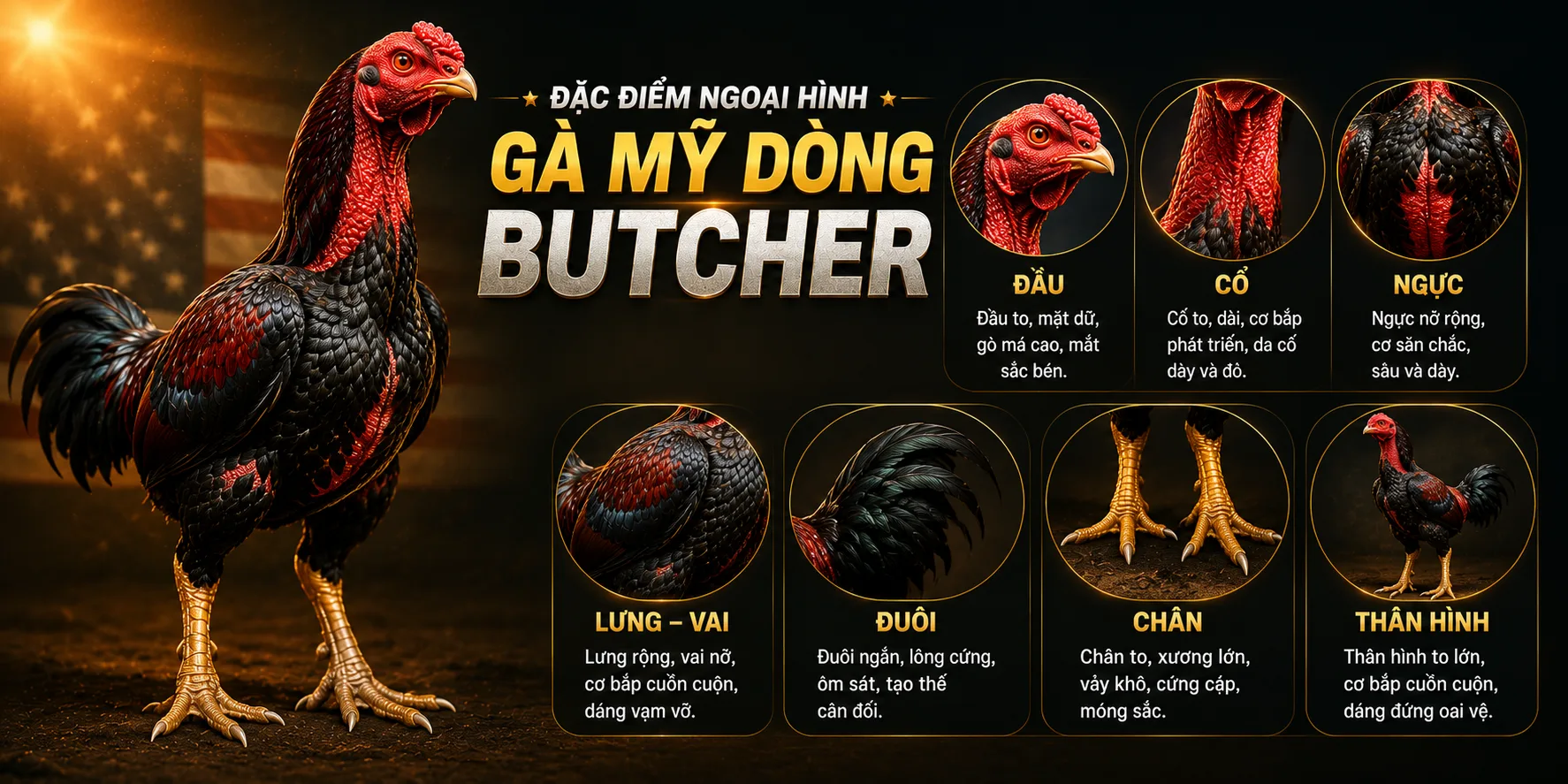 Đặc điểm dòng gà mỹ Butcher
