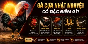 Tìm hiểu gà cựa nhật nguyệt tại J88