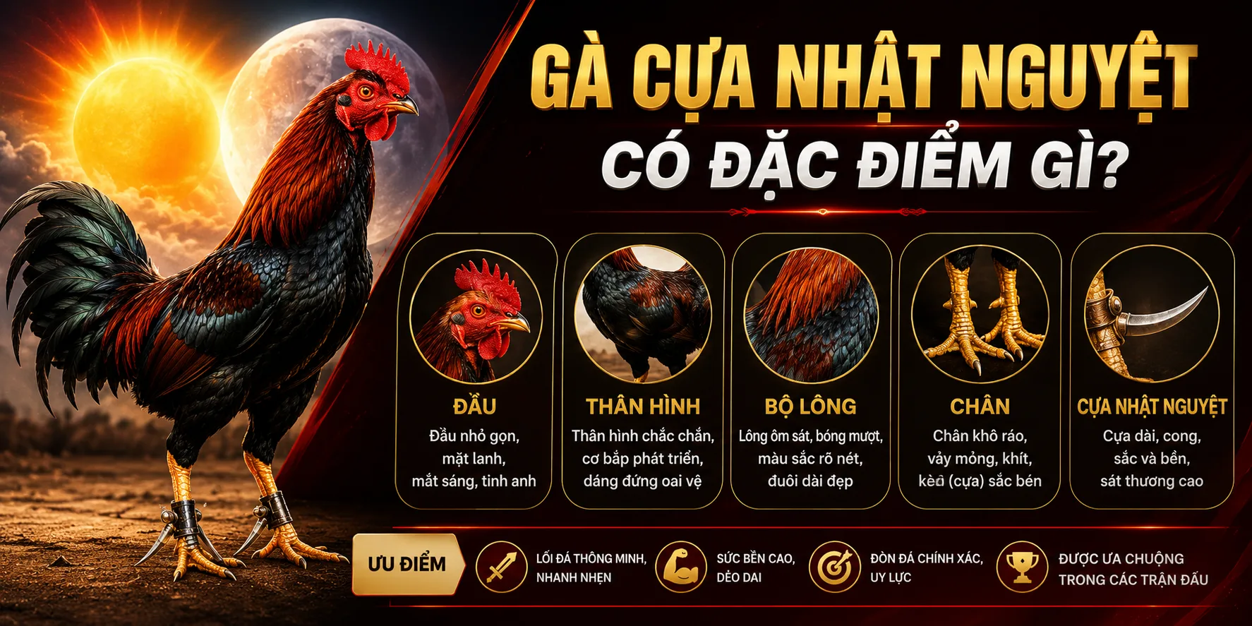 Tìm hiểu gà cựa nhật nguyệt tại J88