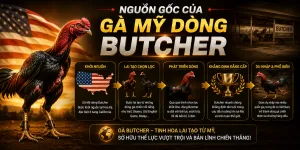 Tìm hiểu gà mỹ dòng Butcher